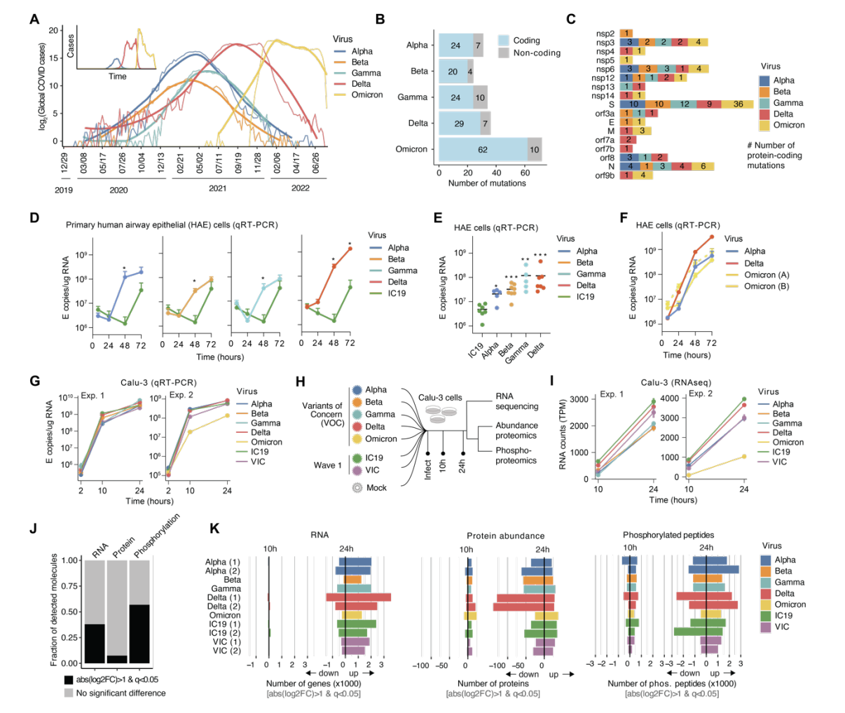 Bouhaddou_bioRxiv_22.png