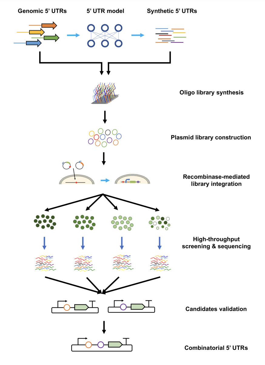 Cao_bioRxiv_20.png