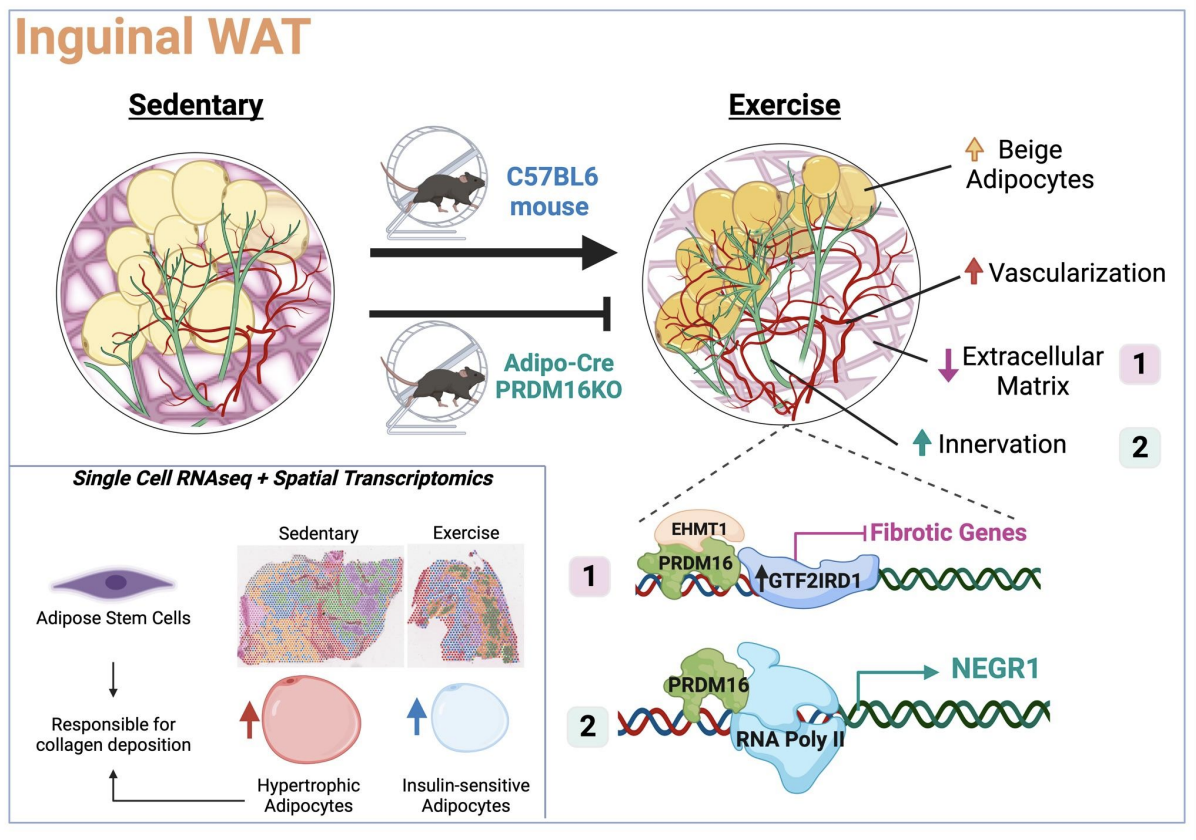 Nigro_bioRxiv_22.png