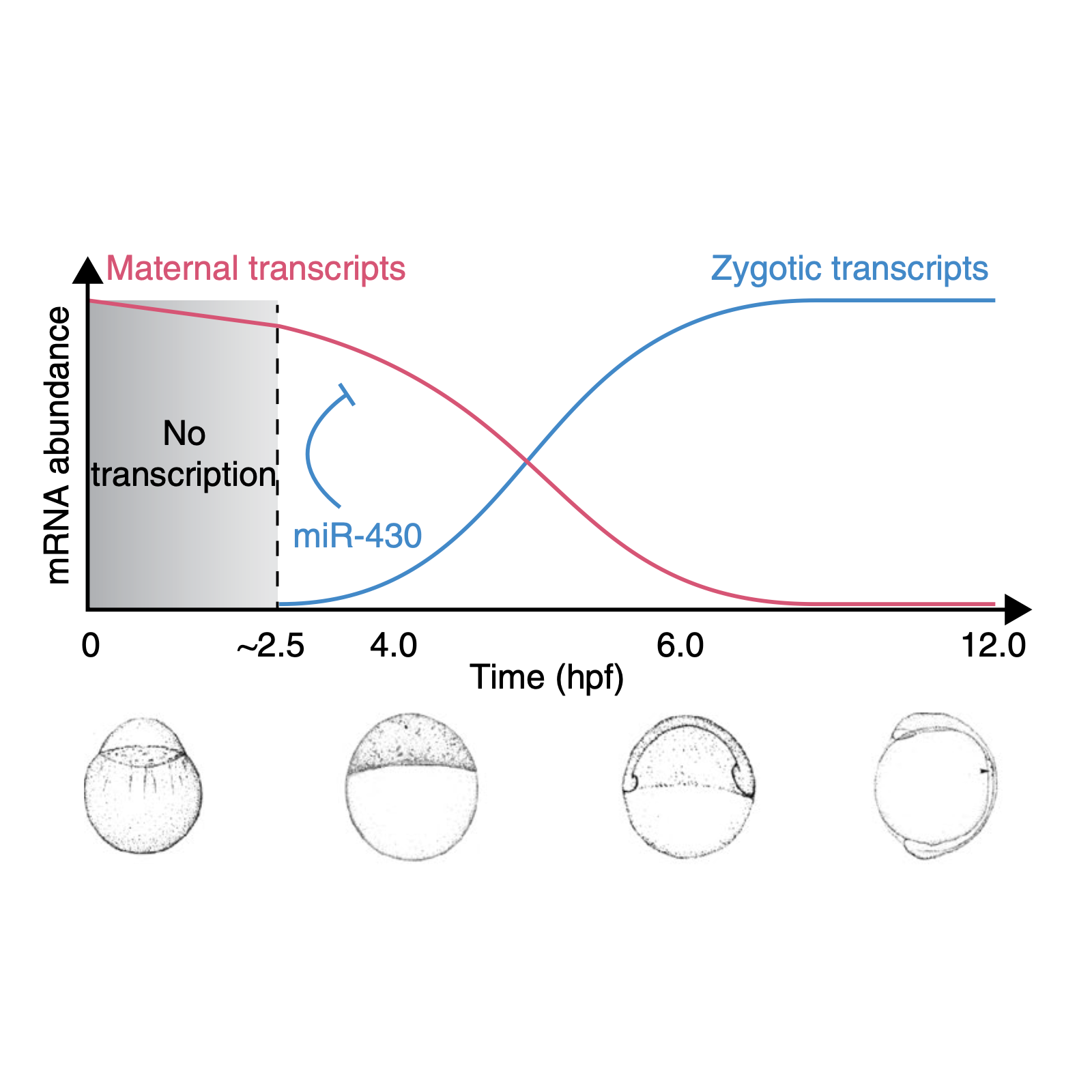 Beaudoin_NatureStructural&MolecularBiology_18