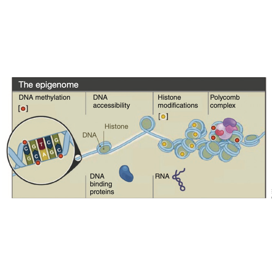 Bernstein_NatureBiotechnology_10