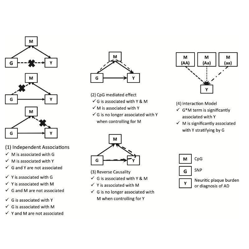 Chibnik_AnnalsOfClinicalAndTranslationalNeurology_15