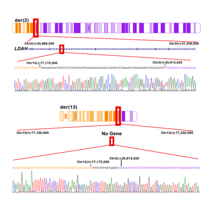 Currall_HumanMolecularGenetics_18.png