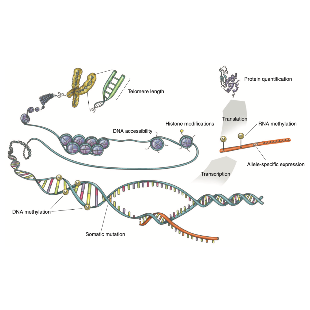 GTEx_NatureGenetics_17