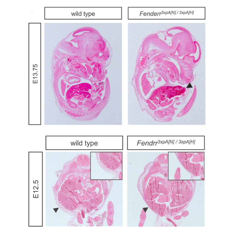 Grote_DevelopmentalCell_13