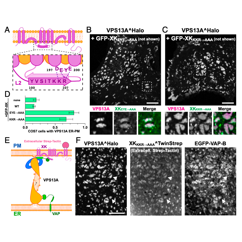 Guillen-Samander_PNAS_22.png