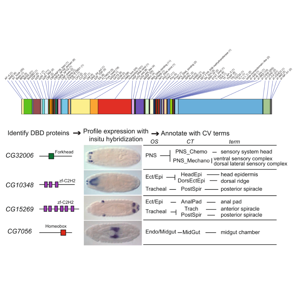 Hammonds_GenomeBiology_13.png