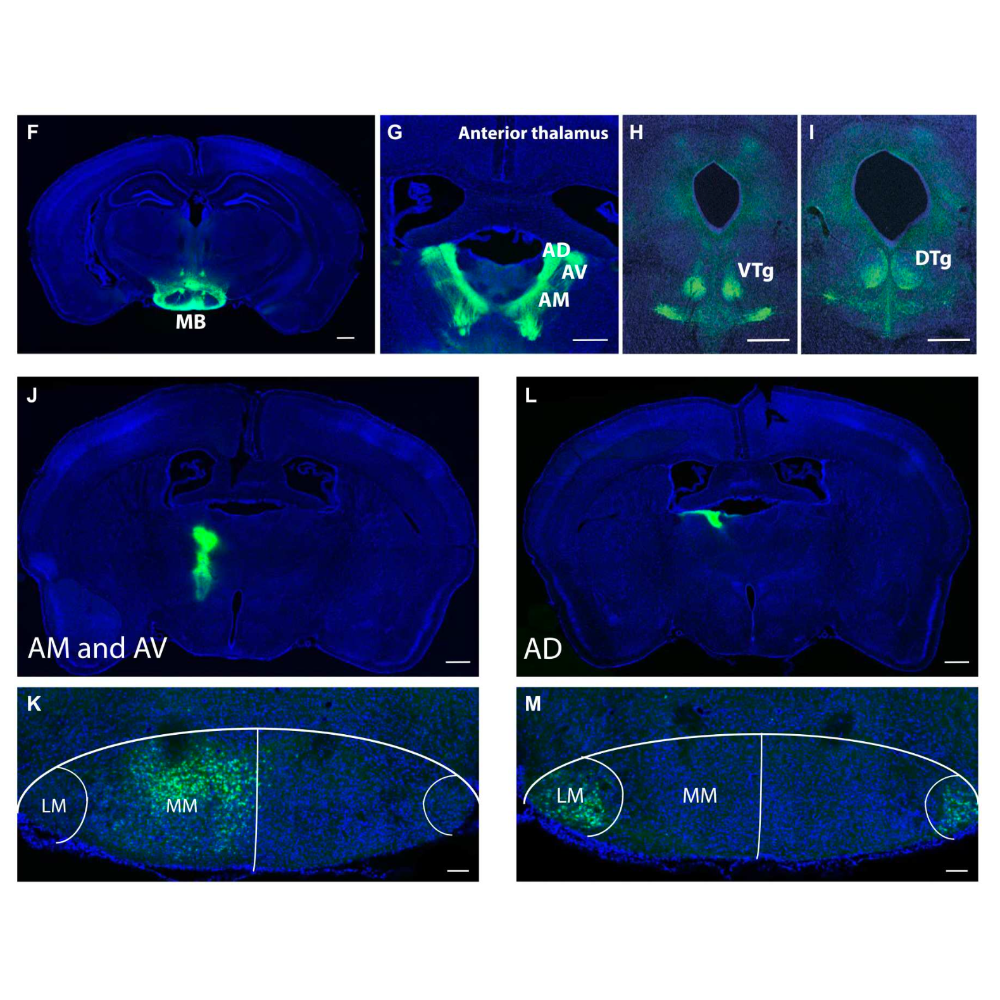 Huang_ScienceTranslationalMedicine_23