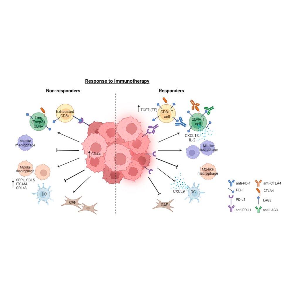 Liu_Clinical&ExperimentalMetastasis_23