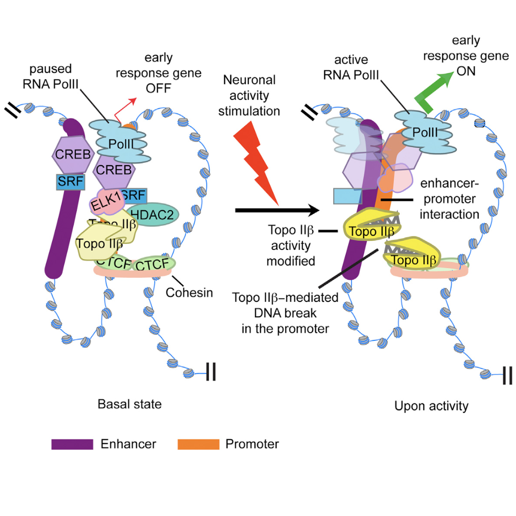 Madabhushi_Cell_15