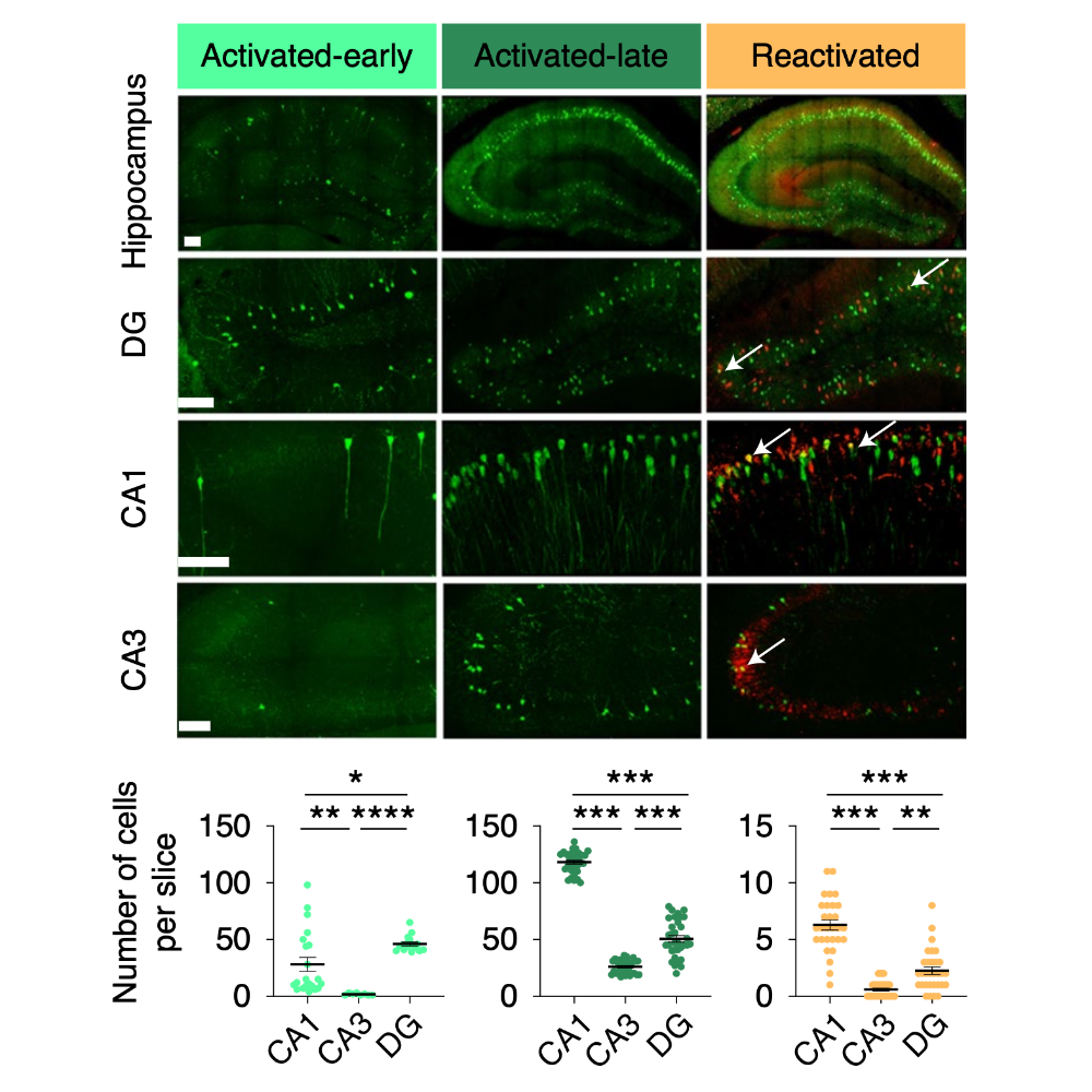 Marco_NatureNeuroscience_20