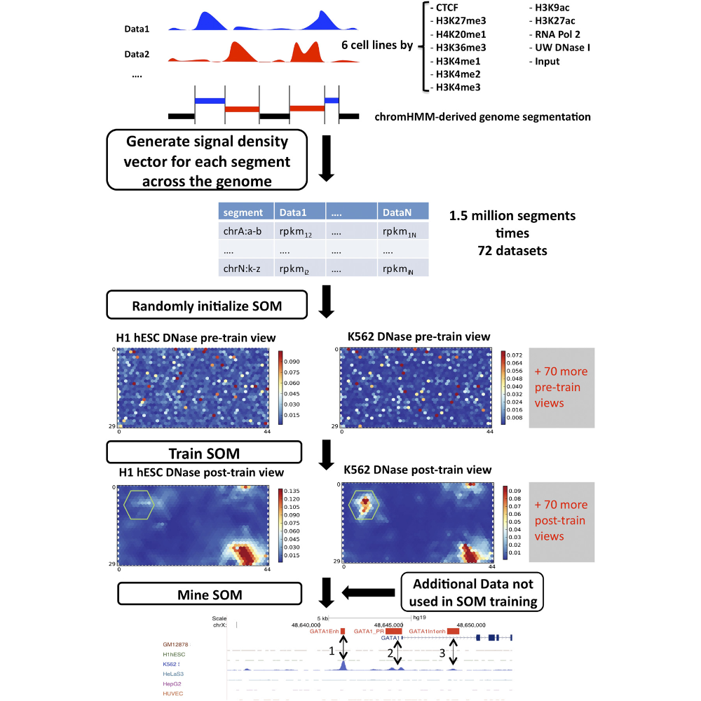 Mortazavi_GenomeResearch_13.png