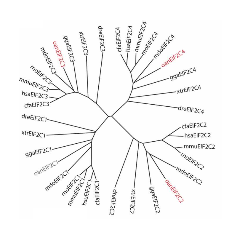 Murchison_GenomeResearch_08.png