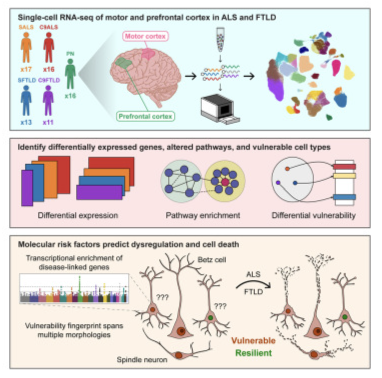 Pineda_Cell_24