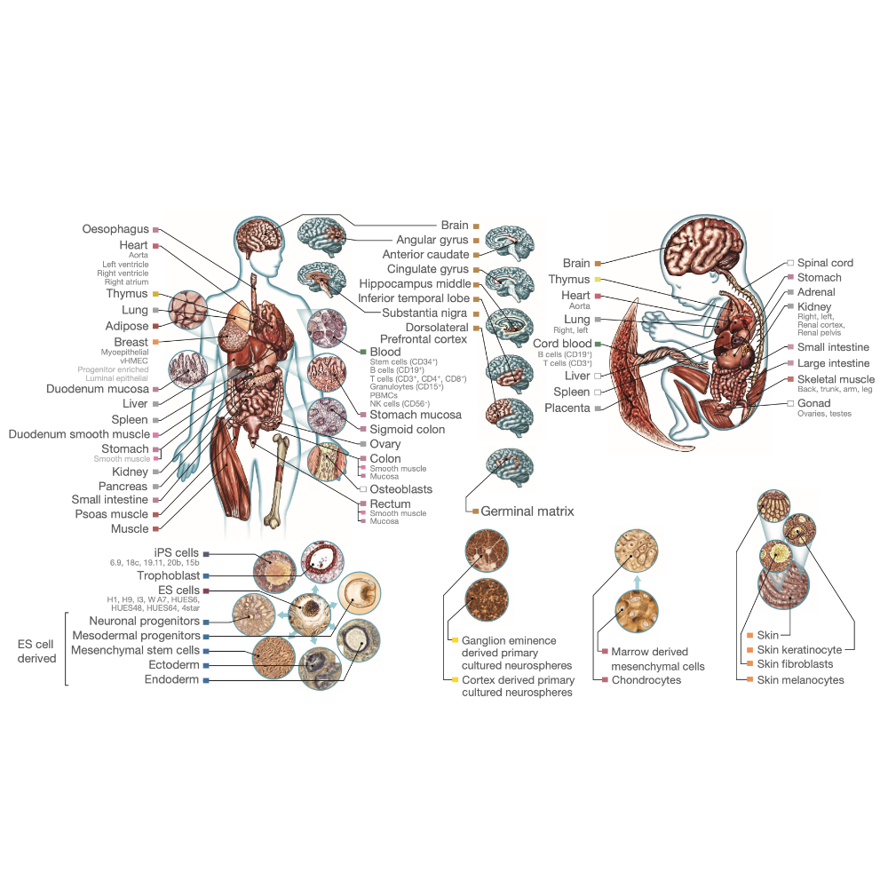 Rodriguez-Martin_NatureGenetics_20.png