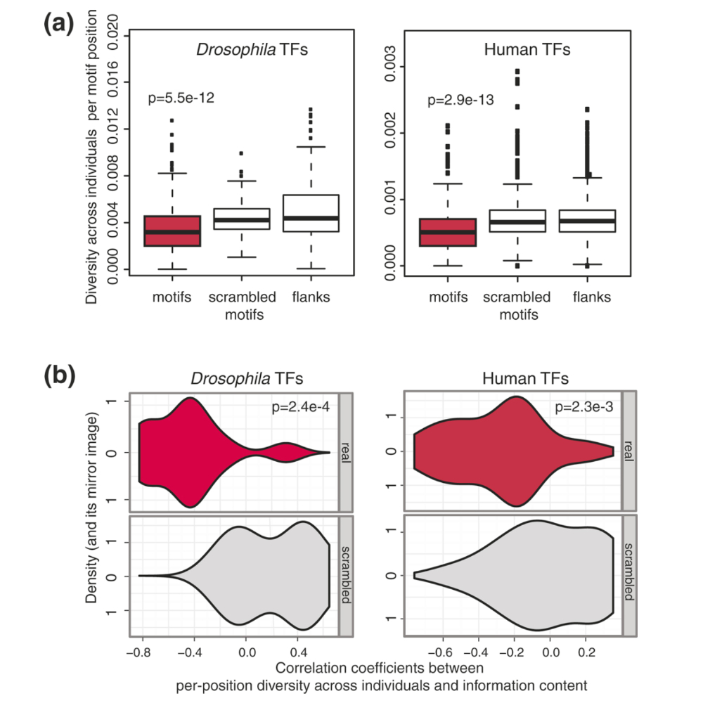 Spivakov_GenomeBiology_12.png