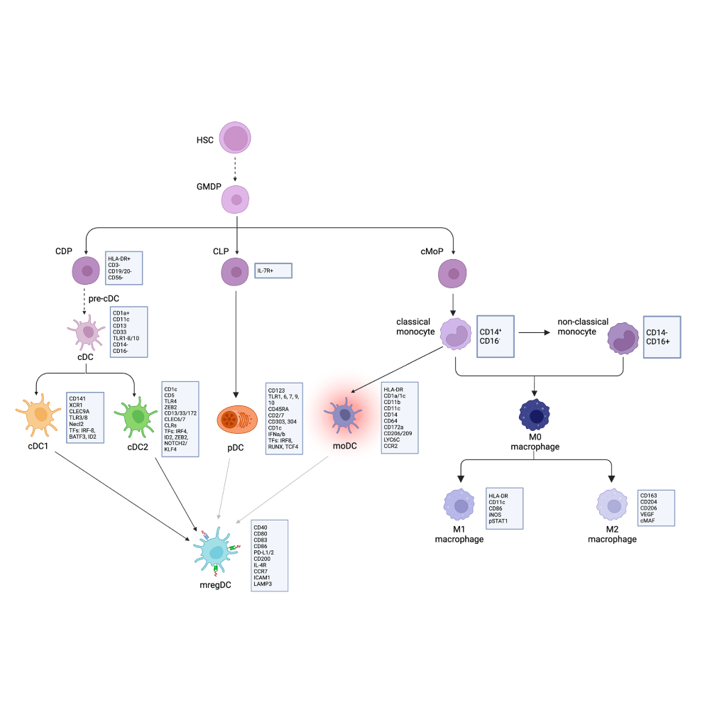 Wang_Clinical&ExperimentalMetastasis_24.png