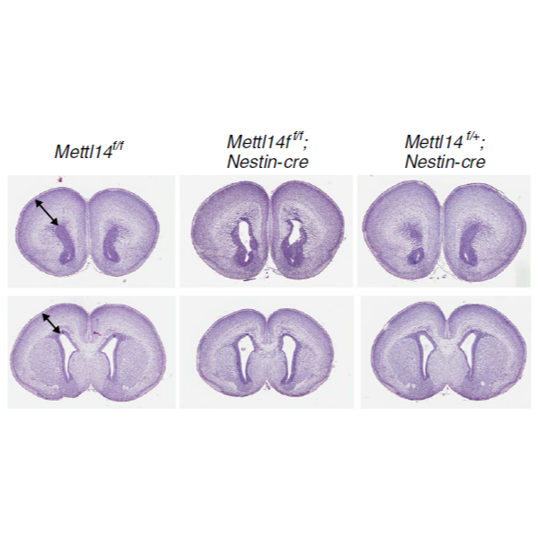 Wang_NatureNeuroscienceCorrection_18.png