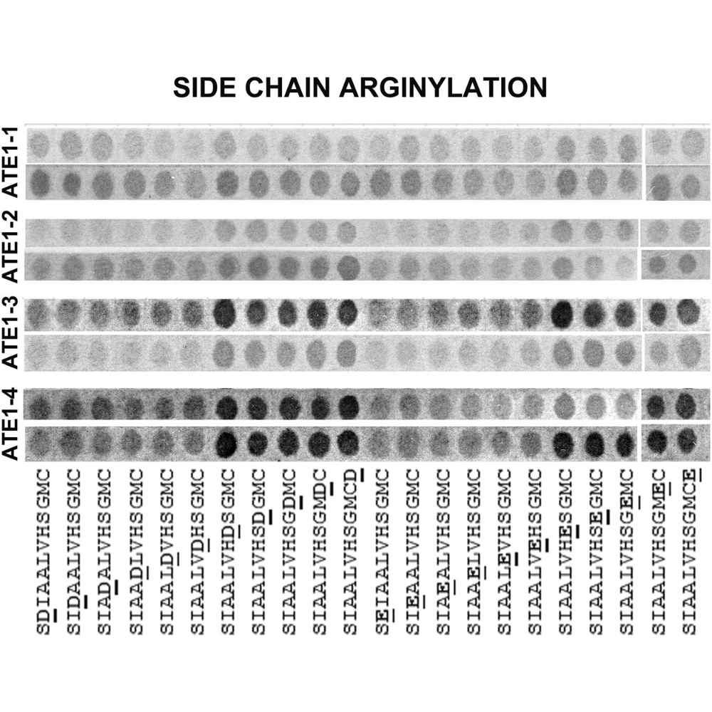 Wang_ScientificReports_18