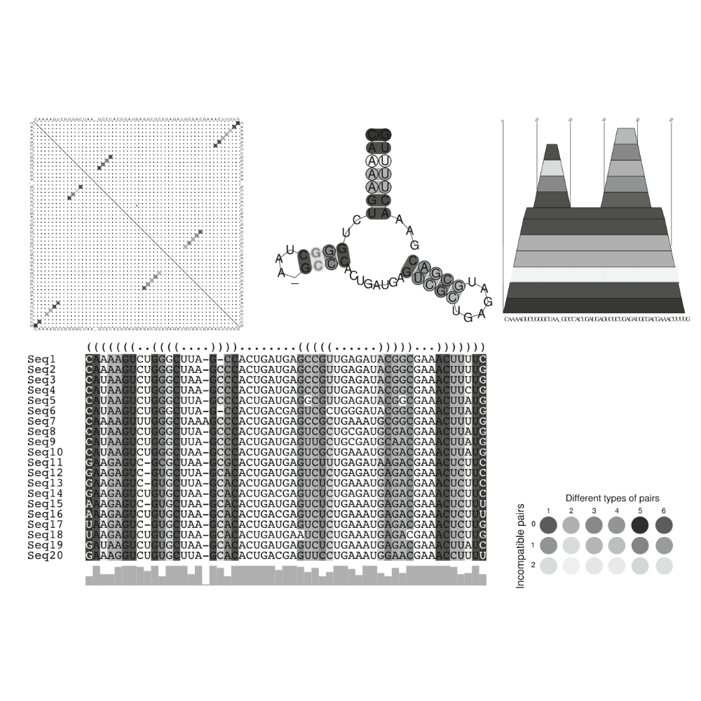 Washietl_MethodsInMolecularBiology_14