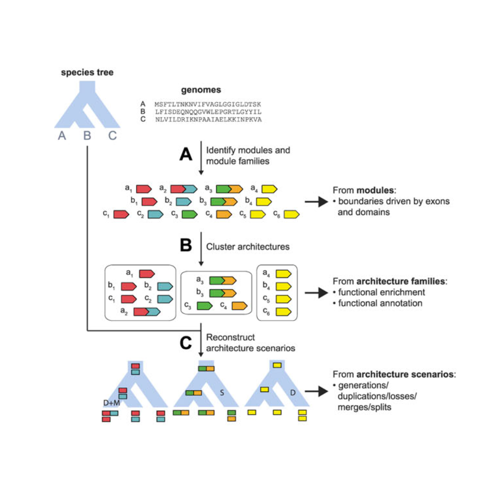 Wu_MolecularBiologyAndEvolution_12