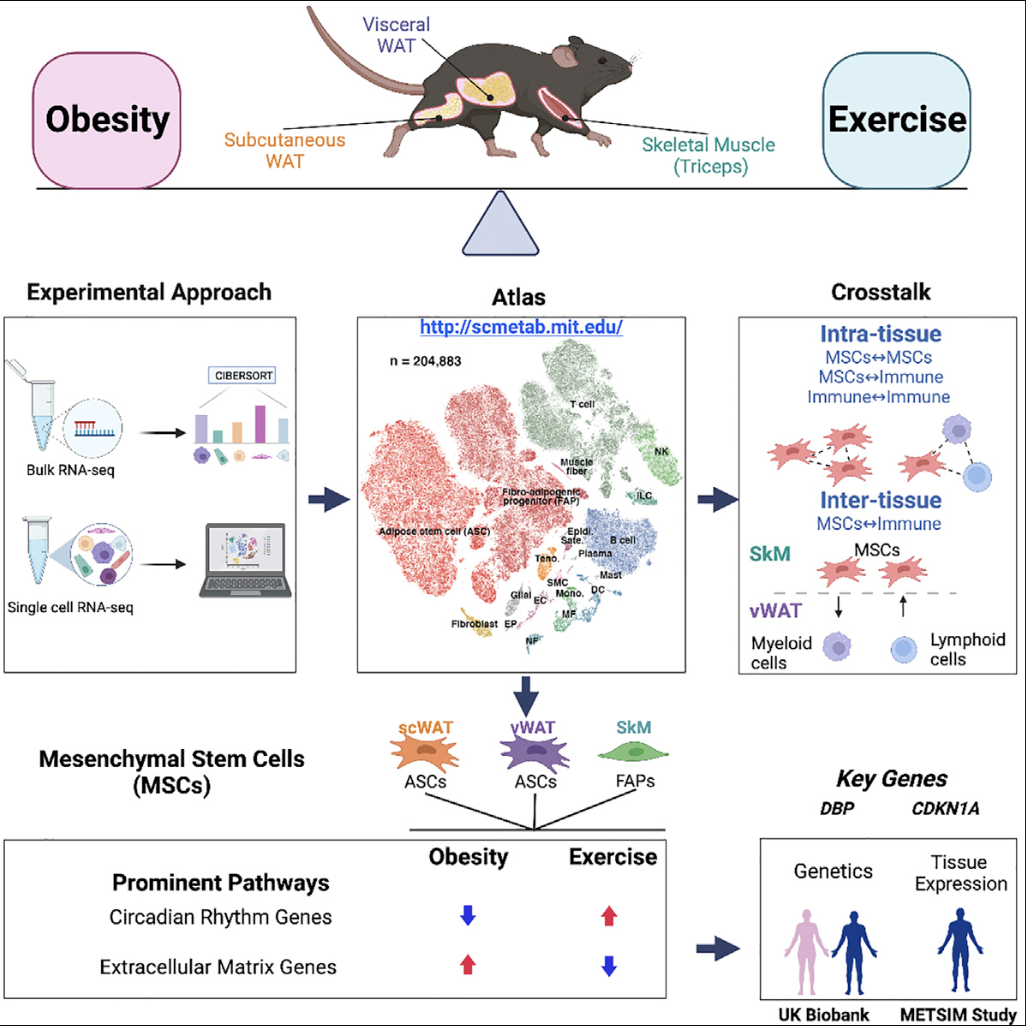 Yang_CellMetabolism_22