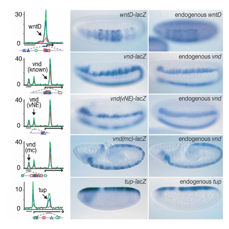 Zeitlinger_Genes&Development_07.png